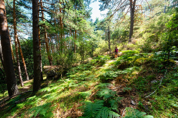 Woman hiker walking among tall trees and ferns in the magical forest of Guadarrama, Madrid.