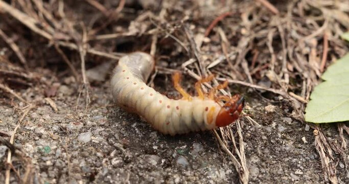 Grubs. May beetle larva. Agricultural pest.