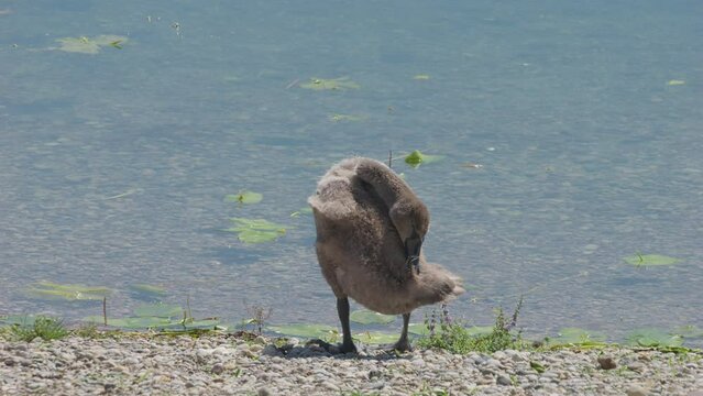 Slow-motion footage of a cute young swan cleaning its feathers on the lakeshore, Jarun Lake, Zagreb, Croatia