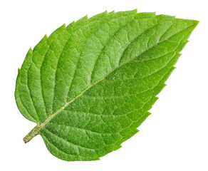 Mint leaves isolated