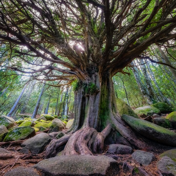Impressive millenary yew in an enchanted forest in the Sierra de Guadarrama, Madrid, Spain.