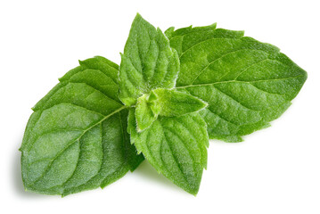 Mint leaves isolated