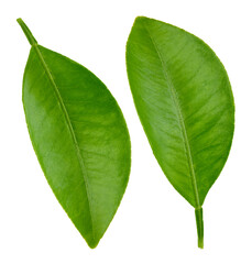 Citrus leaves Clipping Path