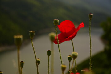 Poppy on side of the road waiting to bloom near the lake