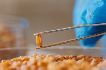Closeup tweezers with grain of wheat, worker control quality for flour production in laboratory....