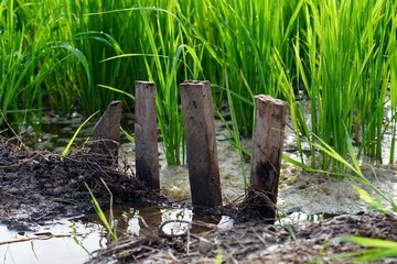 A four wood to block water control for a rice seedlings in paddy field.