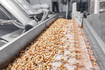 Raw ripe fresh brown pine nuts without shell on conveyor. Industrial organic food factory