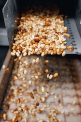 Raw ripe fresh brown pine nuts in shell on conveyor. Industrial organic food factory