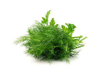Fresh Parsley leaf Isolated, Cilantro Leaves, Raw Garden Parsley Twig, Chervil Sprig, Corriender Leaves