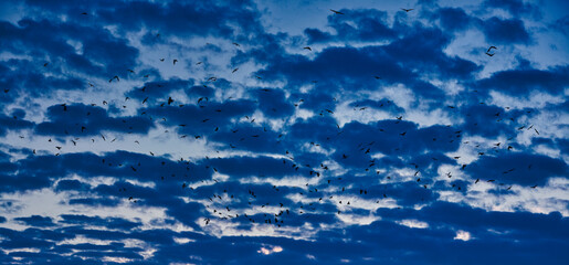 Swarm of birds flying in a cloud sky at sunset.