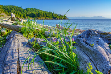 Driftwood Logs and Seaside Pea