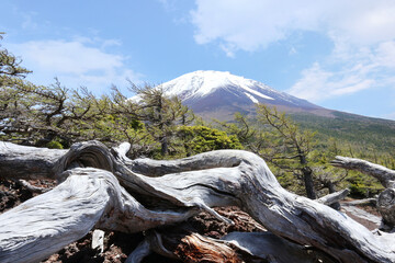 富士山、奥庭、奥庭自然公園、四～五合目（5‎月の富士山）