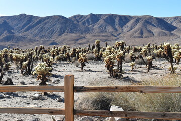 cacti in joshua tree