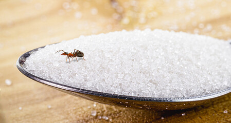 House ants, walking around the house, red ant on the floor eating dirt or sugar, insect pest...