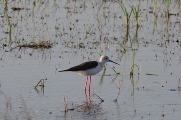 black crowned night heron