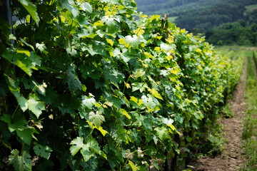 Beautiful view of vineyard. Fresh green rows of vine in the countryside