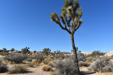 joshua tree national park