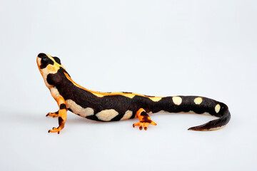 Luristan newt, Kaiser's mountain newt // Zagros-Molch (Neurergus kaiseri)