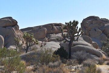 joshua tree and rocks