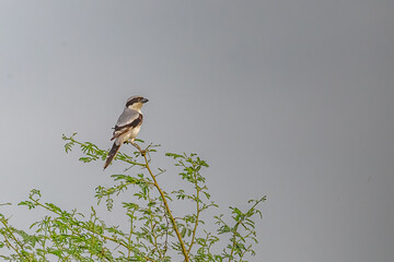 A Grey Shrike