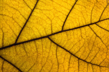 Fototapeta premium Background and macro texture with yellow leaf.