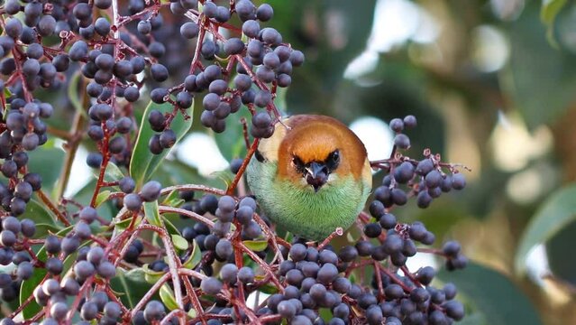 Chestnut-backed Tanager bird eating berries (Stilpnia Preciosa).
