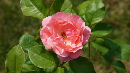 A single pink rose flower in the garden