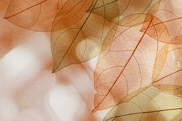 Beautiful red orange autumn leaves background, vein leaf textured foliage, organic design, natural...