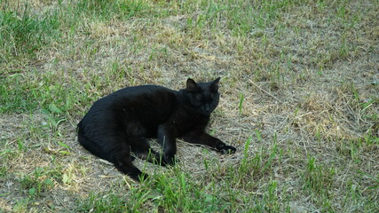 Obraz na płótnie Canvas Black cat sleeping in the grass