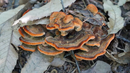 Brown mushrooms blooming on the autumn forest floor