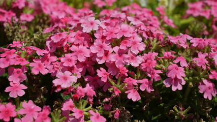 Fototapeta premium Pink flowers in the garden