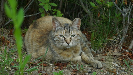 Naklejka na ściany i meble Sleepy wild cat lying in the grass
