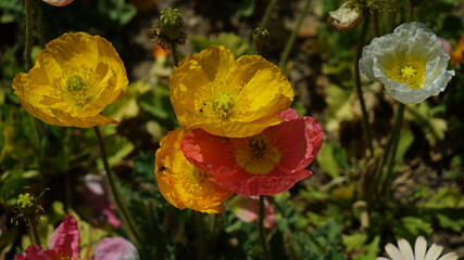 Obraz premium Yellow and red poppy flowers