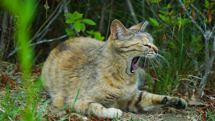 Naklejka na ściany i meble Wild cat on the grass yawning loudly