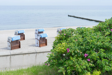 Blick von der Promenade von Kühlungsborn auf die Ostsee im Sommer, typische Wildrosen,...