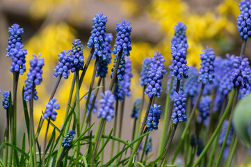 Muscari armeniacum ornamental springtime flowers in bloom, Armenian grape hyacinth flowering blue plants in the garden
