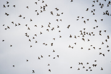 A flock of birds flies in the sky, migration time