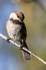 Siberian tit