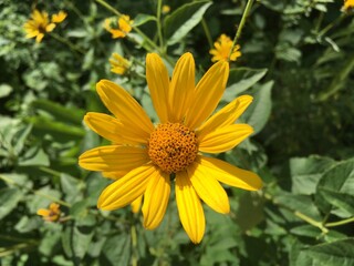Yellow Flower in the Garden
