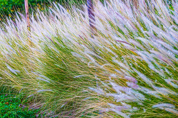 Fountain Grass