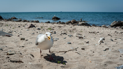 Neugierige Möwe am Strand