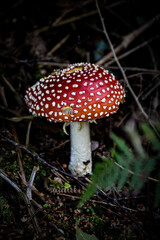 a toadstool in the forest 