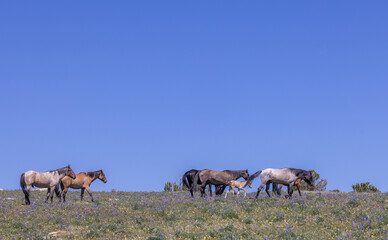 Wild Horses in Summer in the Pryor Mountains Montana