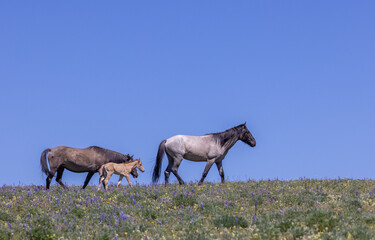 Obraz na płótnie Canvas Wild Horses in Summer in the Pryor Mountains Montana