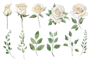 set of white roses