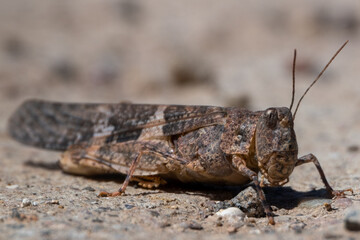 Close-up of Pallid-winged Grasshopper
