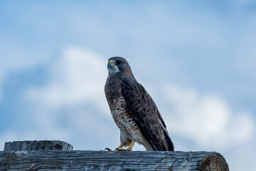 Red-tailed Hawk standing on a wooden fence post with a blue cloudy sky as a background  
