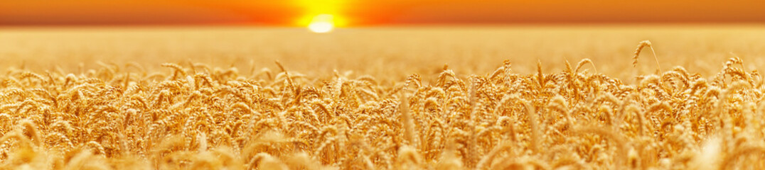 Gold wheat field on a sunset. Crops field. Selective focus © Sasha
