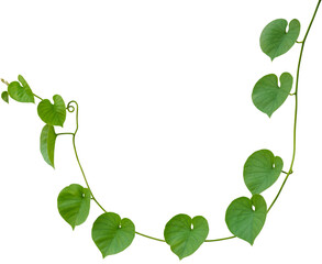 Vine plant, Branch creeper leaf green, Liana tropical nature.