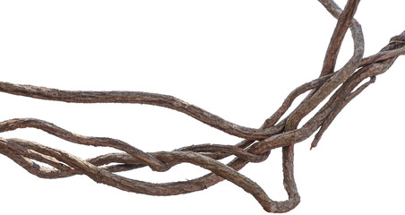 Twisted dried Liana jungle vine.